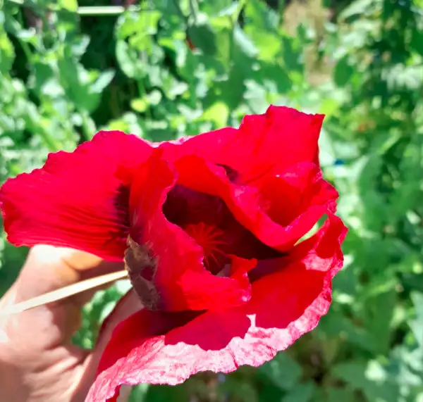 Blumen: Mohn, Red Poppy