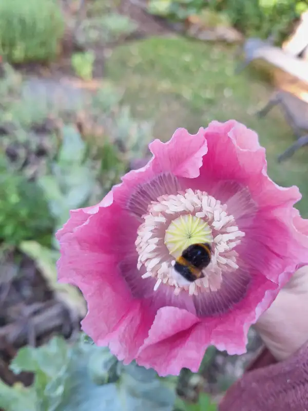 Blumen: Mohn, rosa