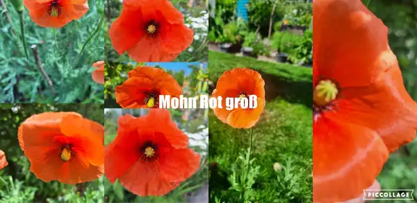 Blumen: Mohn Rot Groß