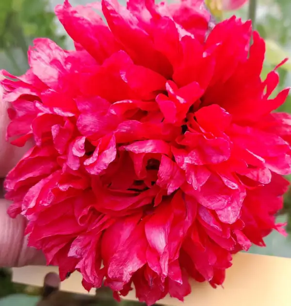 Blumen: Mohn, Scarlet Päony