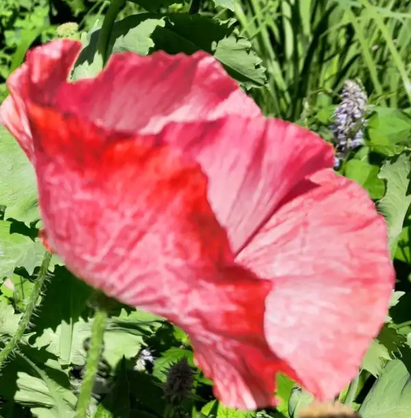Blumen: Mohn, Shirley