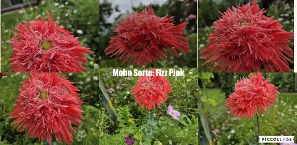 Blumen: Mohn Sorte: Fizzy Pink