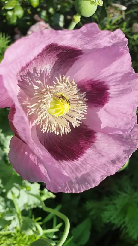 Blumen: Mohn Sorte: Lilac Single