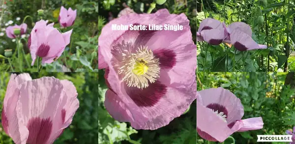 Blumen: Mohn Sorte: Lilac Single