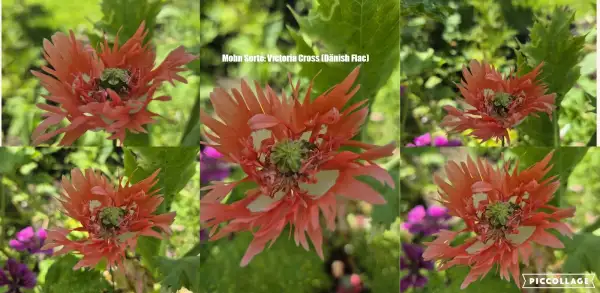 Blumen: Mohn Sorte: Victoria Cross (Dänish Flac)