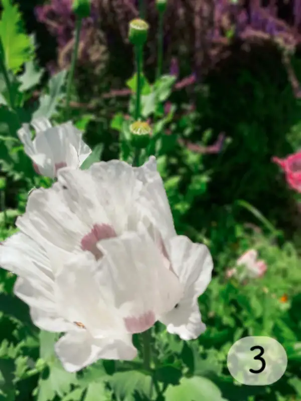 Blumen: Mohn, White Delight