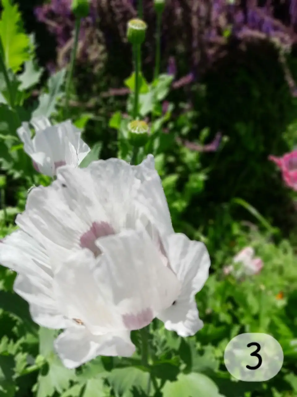 Blumen: Mohn, White Delight