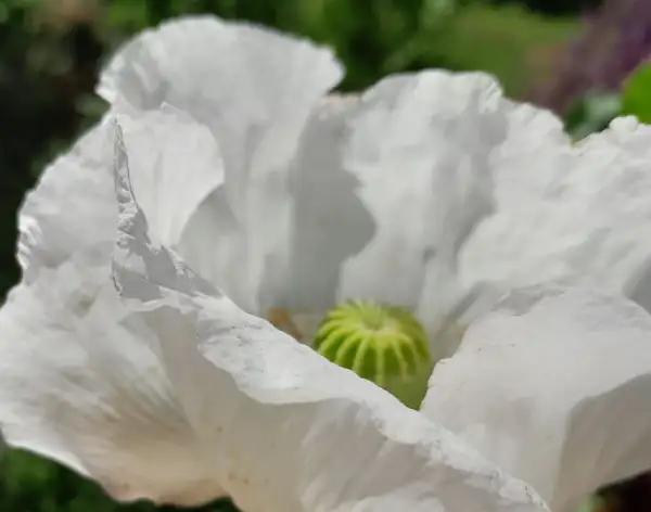Blumen: Mohn, White Poppy