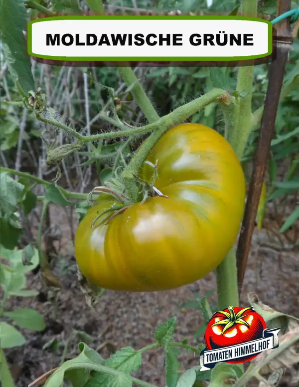 Tomaten: Moldawische Grüne