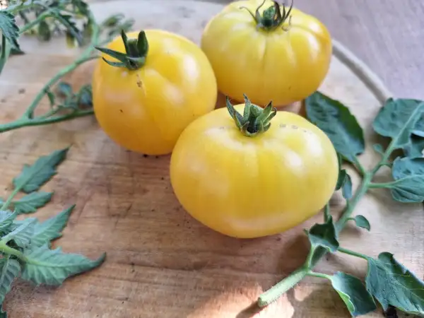 Tomaten: Moliagul Moon