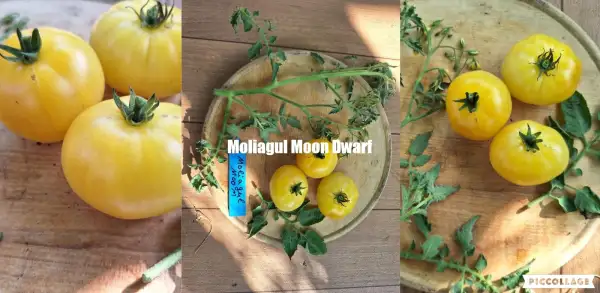 Tomaten: Moliagul Moon