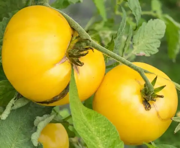 Tomaten: Moliagul Moon