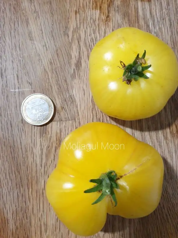 Tomaten: Moliagul Moon