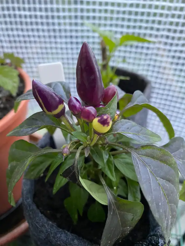 Chili / Paprika: Molly