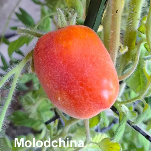 Tomaten: Molodchina