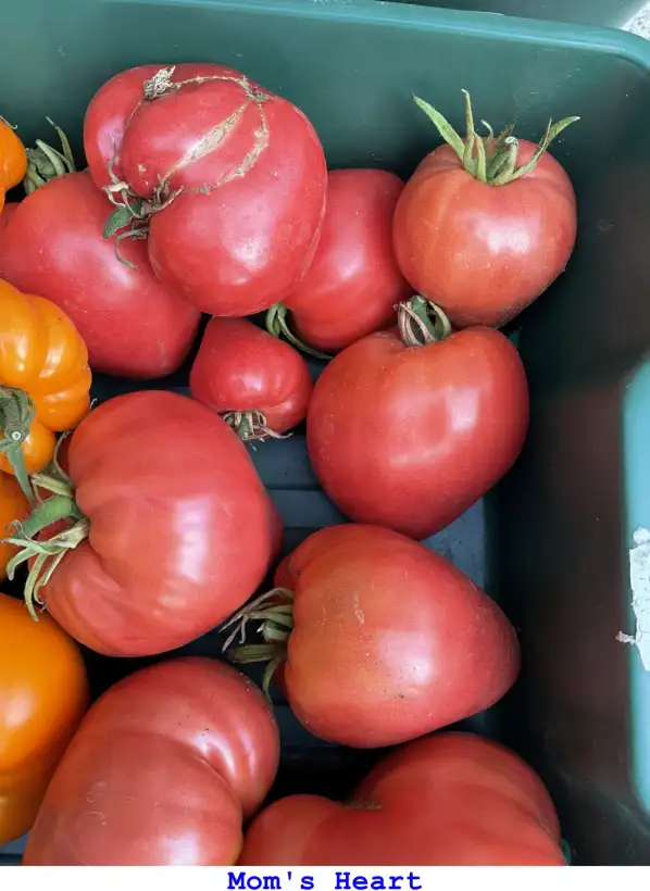 Tomaten: Mom’s Heart