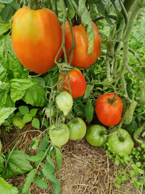 Tomaten: Mom´s Paste