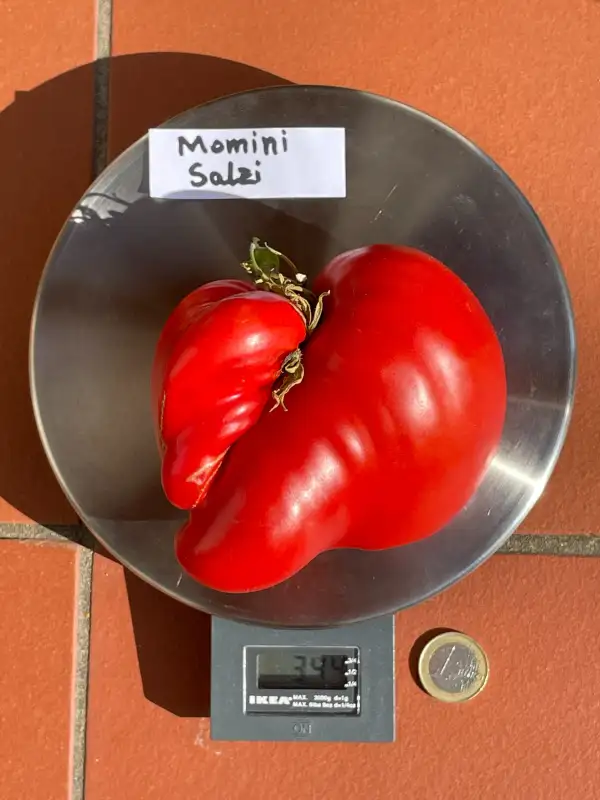 Tomaten: Momini salzi