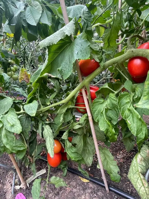 Tomaten: Moms Paste - Buschtomate