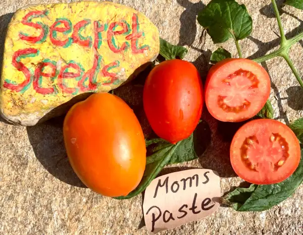 Tomaten: Moms Paste