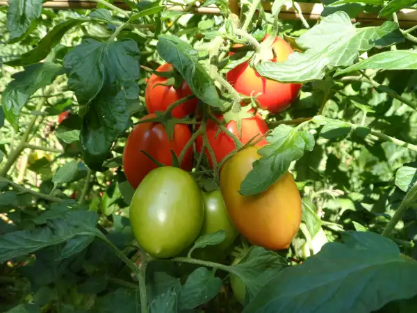 Tomaten: Moms Paste ( Kat# 2126 )