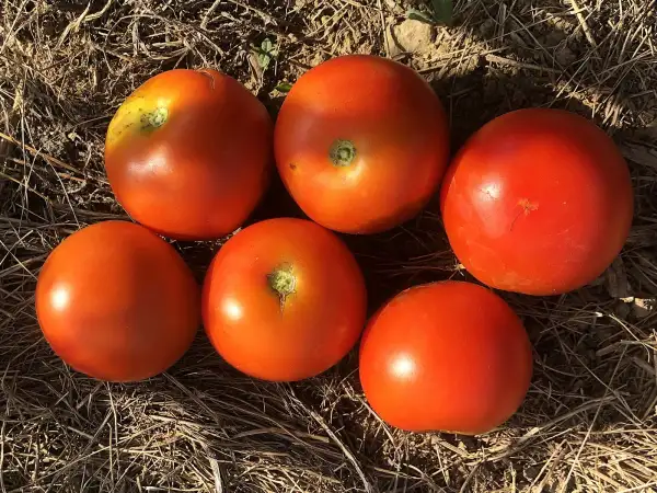 Tomaten: Monalbo