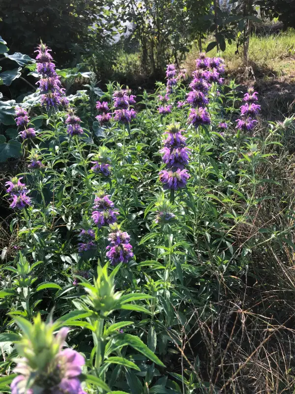 Kräuter: Monarda citriodora