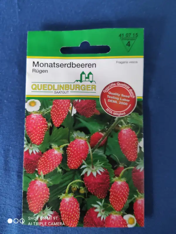 Beeren: Monatserdbeeren,Sorte Rügen