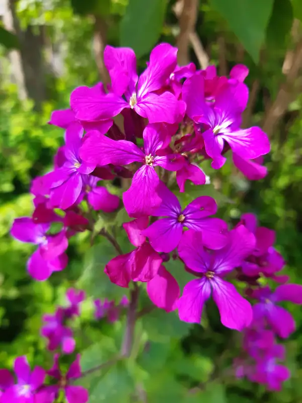 Blumen: Mondviole, Silberblatt, lunaria annua