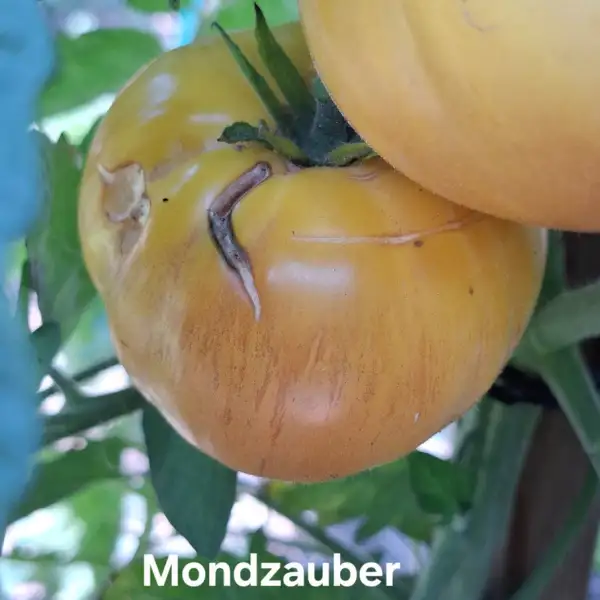 Tomaten: Mondzauber (Lunar Charm)