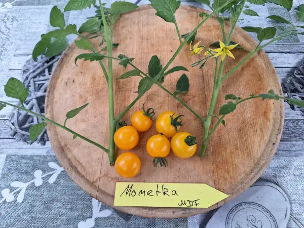 Tomaten: Monetka