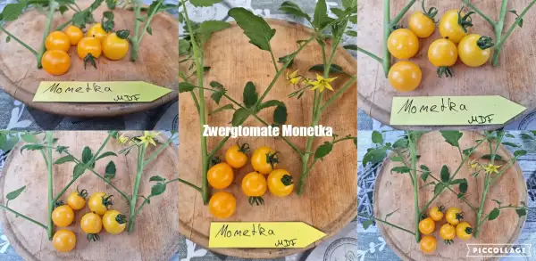 Tomaten: Monetka