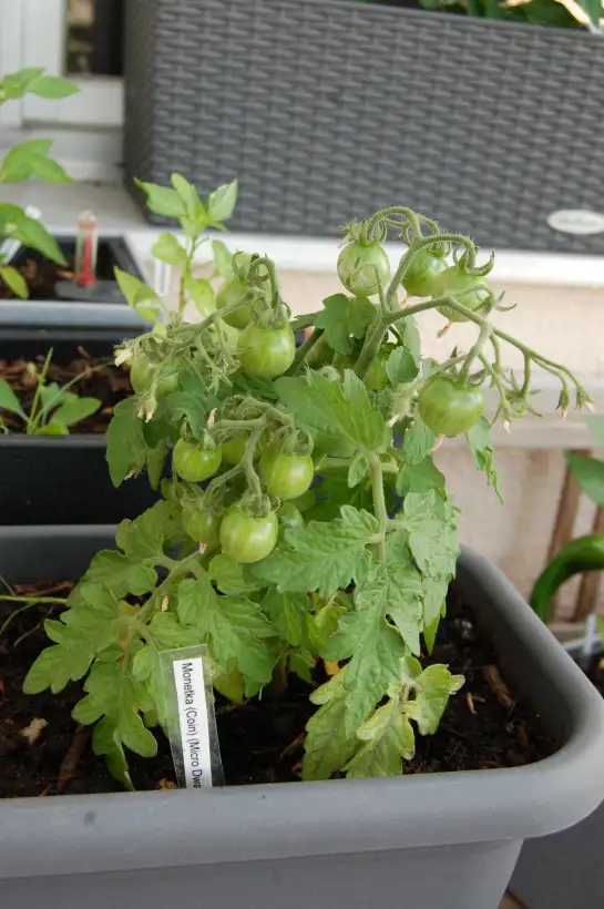 Tomaten: Monetka (Coin) (Micro Dwarf)