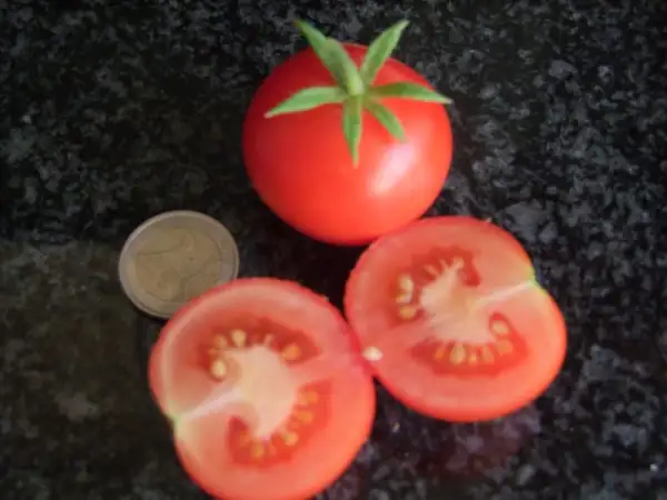 Tomaten: Money Maker - Stabtomate