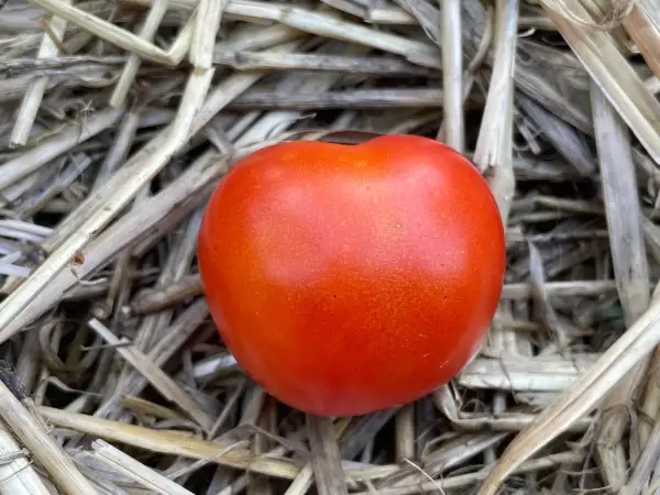 Tomaten: Money Maker