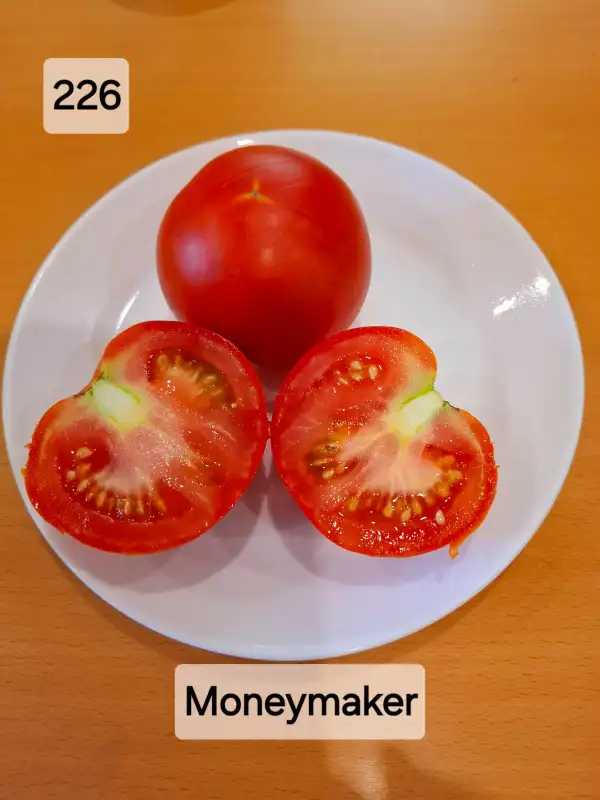 Tomaten: Moneymaker