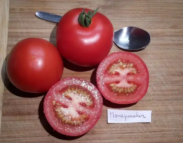 Tomaten: Moneymaker