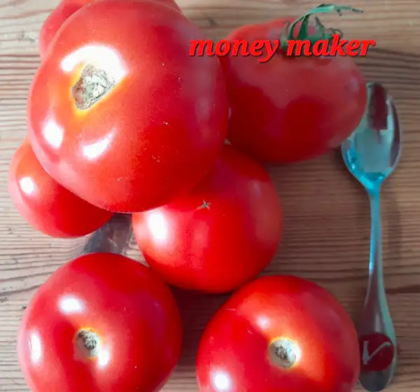 Tomaten: Moneymaker