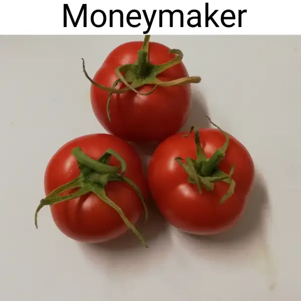 Tomaten: Moneymaker