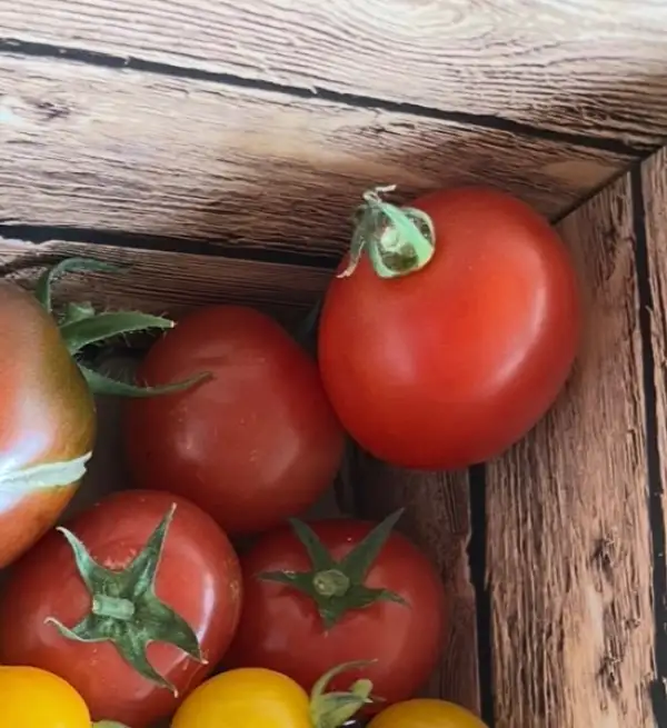 Tomaten: Moneymaker