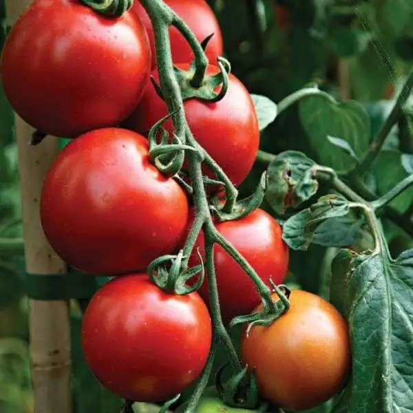 Tomaten: Moneymaker