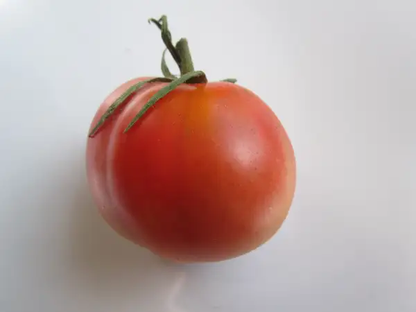 Tomaten: Moneymaker