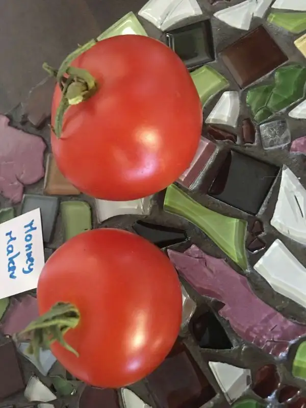 Tomaten: Moneymaker