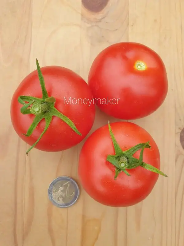 Tomaten: Moneymaker