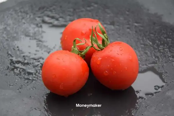 Tomaten: Moneymaker