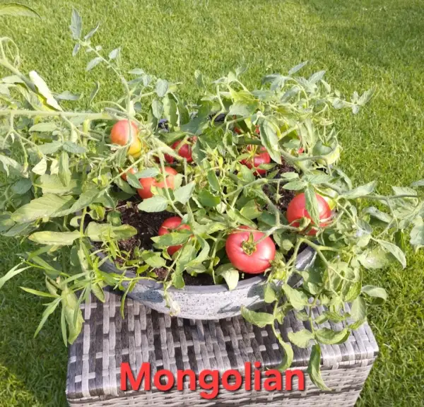 Tomaten: Mongolian