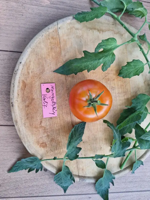 Tomaten: Mongolischer Zwerg - Mongolskiy Karlik