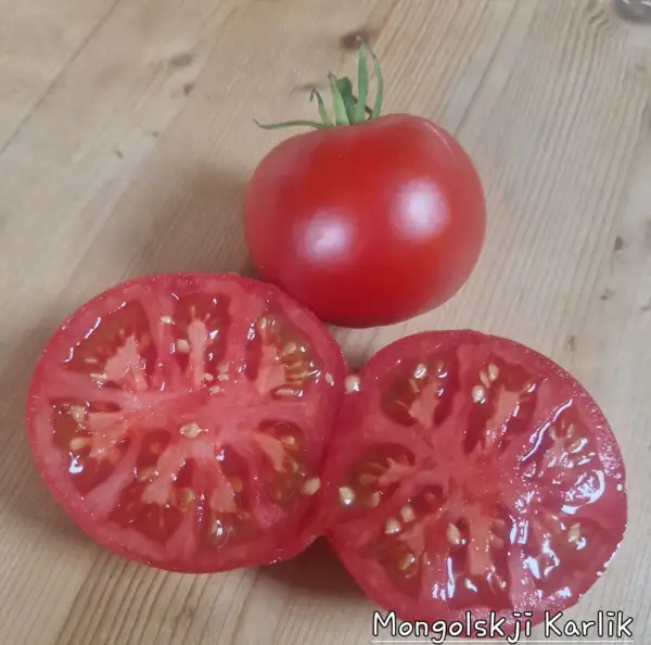 Tomaten: Mongolischer Zwerg