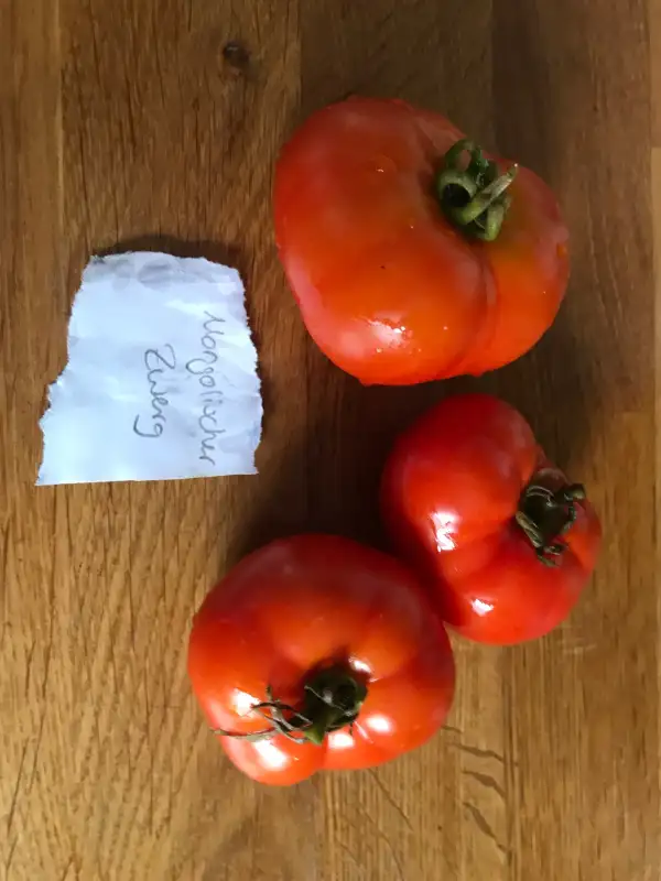 Tomaten: Mongolischer Zwerg