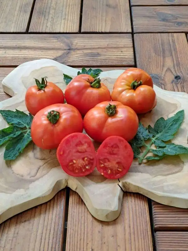 Tomaten: Mongolischer Zwerg/ Томат МОНГОЛЬСКИЙ КАРЛИК (Buschtomate)